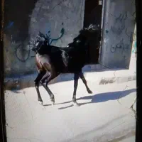 کوره مادیون کرد