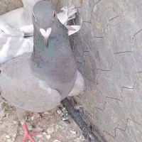 کفتر ارزون