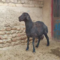 بره قوچ قره قزل