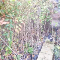 نهال فروشی مرتضی امینی|خدمات باغبانی و درختکاری|فلاورجان, |دیوار