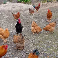 مرغ و خروس محلی