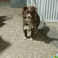 توله سگ پا کوتاه