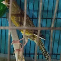 قناری نر ماده.. ماده 5تخم