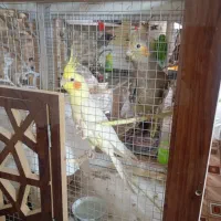 عروس هلندی|پرنده|کرمان, |دیوار