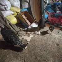 بوقلمون ماده