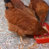 مرغ تخمگذار