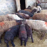 میش|حیوانات مزرعه|نیشابور, مازول|دیوار