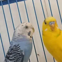 جفت مرغ عشق مولد و ۳ تا جوجه ۳ ماهه ۲تا ۱ ماهه