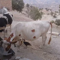 گاو ابستن اروم