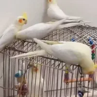 بشرط|پرنده|بوئین زهرا, |دیوار