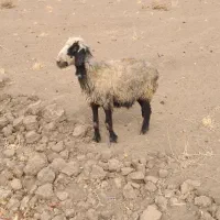 میش|حیوانات مزرعه|پاسارگاد, |دیوار