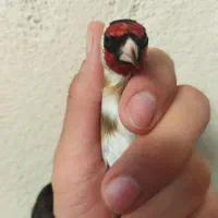 سهره|پرنده|تهران, ترمینال جنوب|دیوار