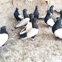 14تا کفتر سینه سیاه