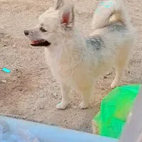 سگ پاکوتاه خونگی