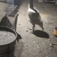 مرغ لاری|پرنده|مشهد, جلالیه|دیوار