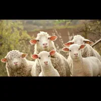 آنلاین گوسفند  با باسکول درب منزل