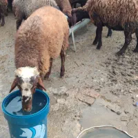 گوسفند و بره سالم واکسن خورده|حیوانات مزرعه|گرگان, |دیوار