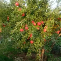 فروش باغ۱۵ساله ومستقلات|فروش زمین و ملک کلنگی|سرخنکلاته, |دیوار