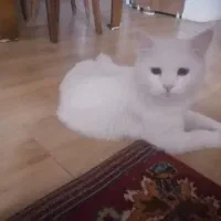 واگذاری گربه نر