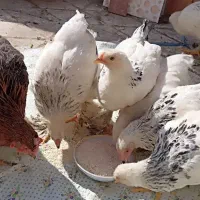 مرغ تخمگذار|حیوانات مزرعه|مشهد, شهید هاشمی نژاد|دیوار