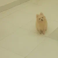 سگ پامرانین