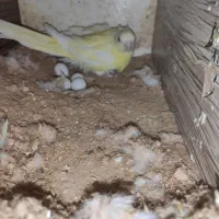 طوطی اوازه خوان ماده زرد روی تخم|پرنده|کاشان, شهرک امیرالمومنین|دیوار