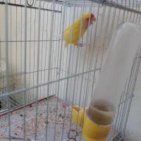 طوطی برزیلی|پرنده|شیراز, تندگویان|دیوار