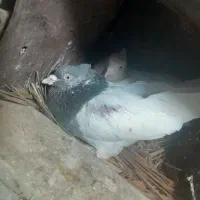 کبوتر کله|پرنده|فسا, |دیوار