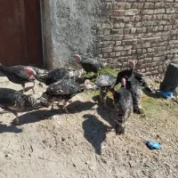 بوقلمون نروماده|حیوانات مزرعه|خاش, |دیوار