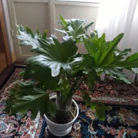 گل طبیعی|گل و گیاه طبیعی|خرمدره, |دیوار