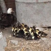 باسلام جوجه اردک خارجی بفروش میرسد