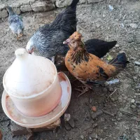 مرغ وخروس و تخم نطفه دار گلین و برهما موجود است