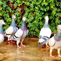 دسته کفتر|پرنده|شیراز, شهرک پرواز|دیوار
