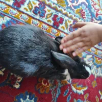 بچه خرگوش