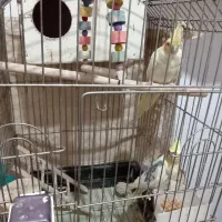 3 جفت عروس هلندی با جوجه
