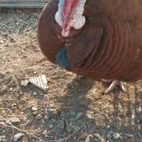 بوقلمون بوربون و برنز (قه لی سور و رش)|حیوانات مزرعه|مریوان, |دیوار