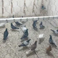 پرنده فروشی داراب