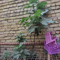درخت انجیر بزرگ میوه دار گلدانی مناسب برای پشت بام|گل و گیاه طبیعی|اصفهان, عاشق‌آباد|دیوار