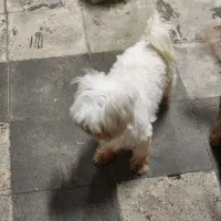 مالتیز|سگ|بومهن, |دیوار