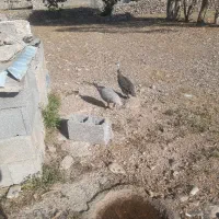 مرغ شاخدار