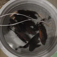 ماهی مانستر