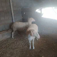 گوسفند ماده لاکن|حیوانات مزرعه|همایجان, |دیوار