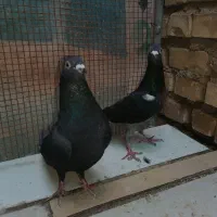 کبوتر چاپی و زاغ|پرنده|اهواز, گلستان|دیوار