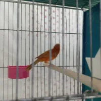 قناری|پرنده|کرمان, |دیوار