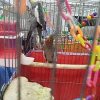 عروس هلندی مولد نر و ماده