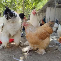 طوطی طاووس جوجوتخم برهماکوشین خروس کفتردستگاقفس|پرنده|رودهن, |دیوار