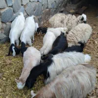 11عدد بز قیمت مفت|حیوانات مزرعه|نطنز, |دیوار