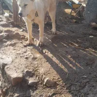 فروش یک قلاده سگ ماده کانگال