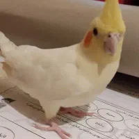 عروس هلندی دستی