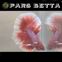 ماهی بتا فایتر